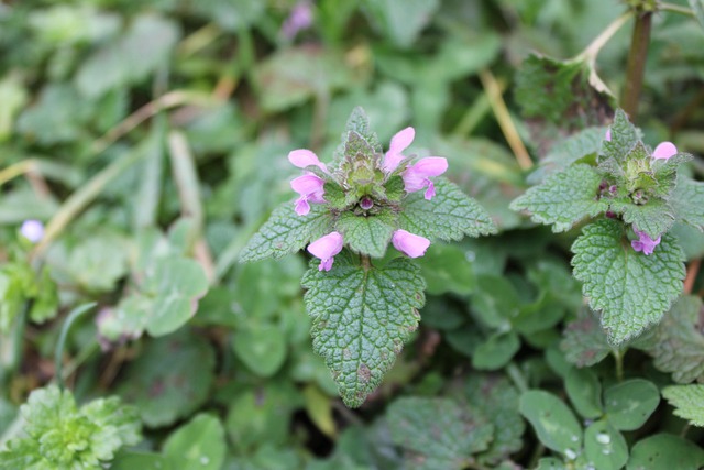 Moderne Hochleistungs-Solarpanels auf Hausdach mit blauem Himmel und Wald
